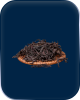中茶易享罐-滇红红茶（老树）260g满188抵60